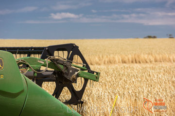 VITERRA 2013 / HARVESTING_DANIELS_181_141121