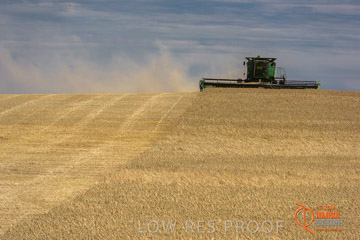 VITERRA 2013 / HARVESTING_DANIELS_184_141121