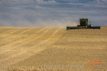 VITERRA 2013 / HARVESTING_DANIELS_187_141121