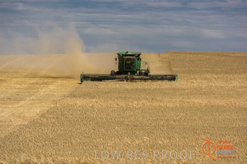 VITERRA 2013 / HARVESTING_DANIELS_190_141121