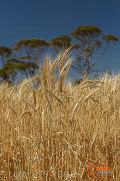 VITERRA 2013 / HARVESTING_DANIELS_195_141121