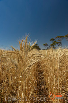 VITERRA 2013 / HARVESTING_DANIELS_199_141121