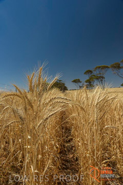 VITERRA 2013 / HARVESTING_DANIELS_200_141121