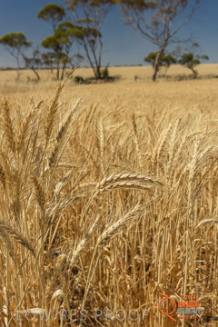 VITERRA 2013 / HARVESTING_DANIELS_203_141121
