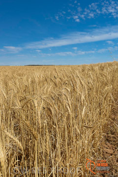 VITERRA 2013 / HARVESTING_DANIELS_204_141121