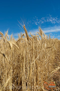 VITERRA 2013 / HARVESTING_DANIELS_205_141121