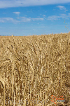 VITERRA 2013 / HARVESTING_DANIELS_206_141121