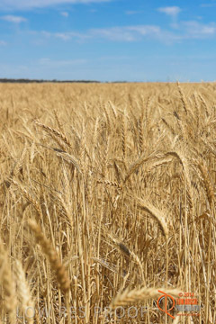 VITERRA 2013 / HARVESTING_DANIELS_208_141121