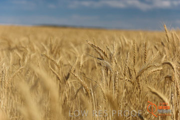 VITERRA 2013 / HARVESTING_DANIELS_210_141121