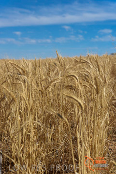 VITERRA 2013 / HARVESTING_DANIELS_213_141121
