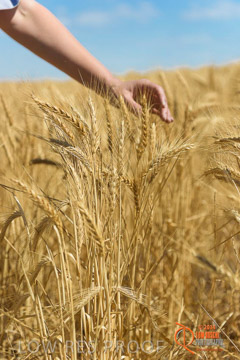 VITERRA 2013 / HARVESTING_DANIELS_216_141121