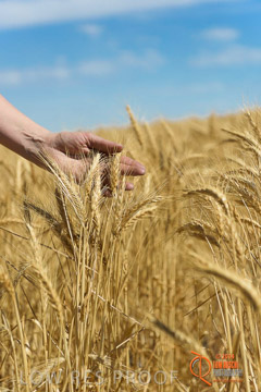 VITERRA 2013 / HARVESTING_DANIELS_217_141121
