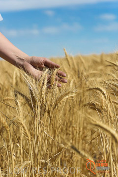 VITERRA 2013 / HARVESTING_DANIELS_218_141121