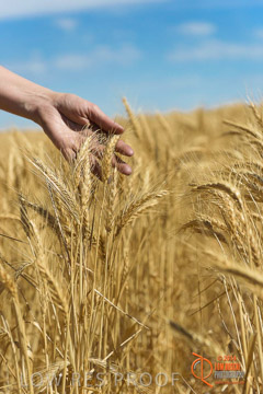 VITERRA 2013 / HARVESTING_DANIELS_221_141121
