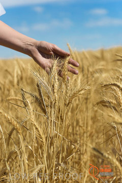 VITERRA 2013 / HARVESTING_DANIELS_222_141121