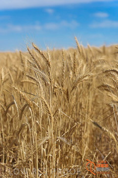 VITERRA 2013 / HARVESTING_DANIELS_223_141121