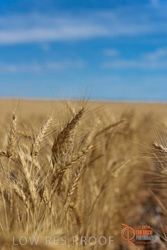 VITERRA 2013 / HARVESTING_DANIELS_225_141121