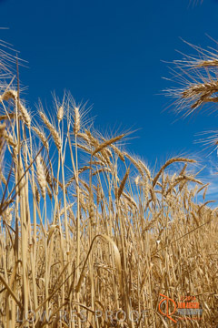 VITERRA 2013 / HARVESTING_DANIELS_230_141121