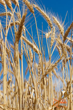 VITERRA 2013 / HARVESTING_DANIELS_231_141121