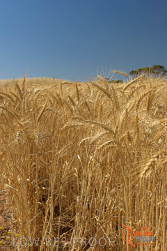VITERRA 2013 / HARVESTING_DANIELS_235_141121