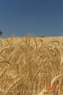 VITERRA 2013 / HARVESTING_DANIELS_238_141121