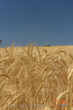 VITERRA 2013 / HARVESTING_DANIELS_239_141121