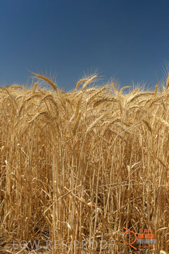 VITERRA 2013 / HARVESTING_DANIELS_240_141121