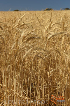 VITERRA 2013 / HARVESTING_DANIELS_243_141121