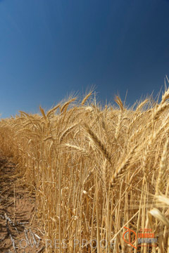 VITERRA 2013 / HARVESTING_DANIELS_244_141121
