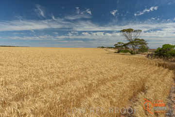 VITERRA 2013 / HARVESTING_DANIELS_249_141121