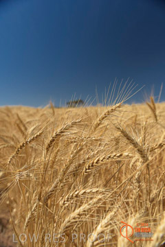 VITERRA 2013 / HARVESTING_DANIELS_252_141121