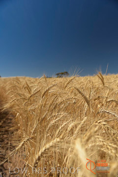 VITERRA 2013 / HARVESTING_DANIELS_254_141121