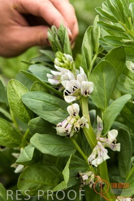 VITERRA_GLENVALE_FARMS_133_140909