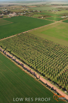 July 2015 / WALLAROO_KADINA_005_150724