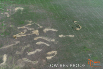 July 2015 / WALLAROO_KADINA_013_150724