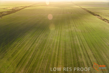 July 2015 / WALLAROO_KADINA_032_150724