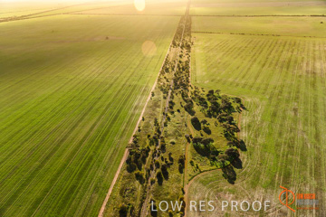 July 2015 / WALLAROO_KADINA_034_150724