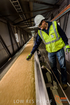 VITERRA / CONVEYOR_WALLAROO_022_150724