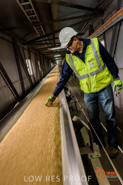 VITERRA / CONVEYOR_WALLAROO_023_150724