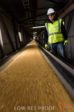 VITERRA / CONVEYOR_WALLAROO_035_150724