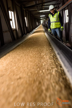 VITERRA / CONVEYOR_WALLAROO_036_150724
