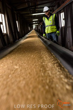 VITERRA / CONVEYOR_WALLAROO_039_150724