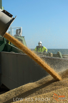 July 2015 / SHIP_LOADING_WALLAROO_036_150724
