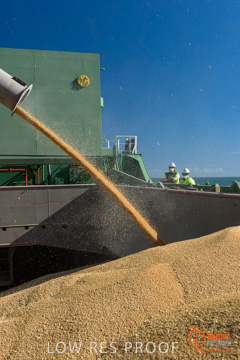 July 2015 / SHIP_LOADING_WALLAROO_049_150724
