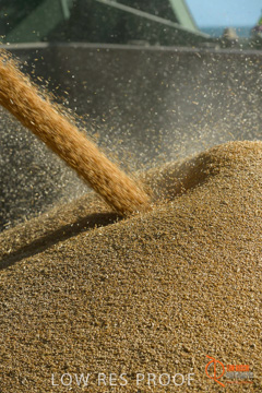 July 2015 / SHIP_LOADING_WALLAROO_059_150724