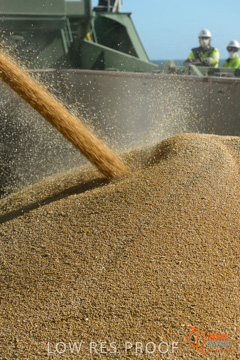 July 2015 / SHIP_LOADING_WALLAROO_060_150724