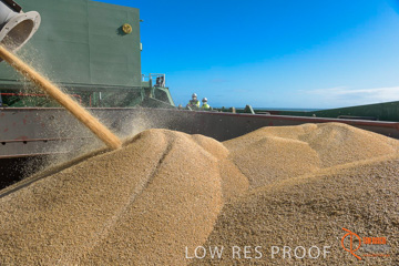 July 2015 / SHIP_LOADING_WALLAROO_064_150724