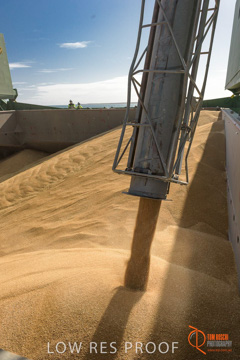 July 2015 / SHIP_LOADING_WALLAROO_078_150724