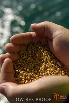 July 2015 / SHIP_LOADING_WALLAROO_103_150724