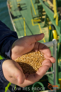 July 2015 / SHIP_LOADING_WALLAROO_104_150724